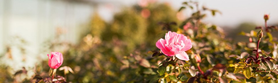 Gartensiedlung_Rose